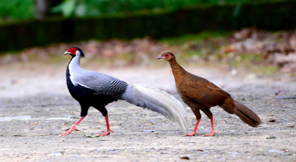 Người ta thường nghe được những tiếng kêu kéo dài đặc trưng vào các giờ khác nhau trong ngày tại những khu vực chúng sinh sống. Gà lôi trắng lúc chạy thường xéo cánh và ít khi bay lên cao. 