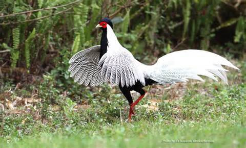 Tuy nhiên, hiện nay số lượng cá thể gà lôi trắng trong tự nhiên còn lại không nhiều và đã được đưa vào Sách Đỏ. 
