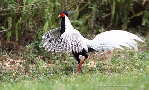 Tuy nhiên, hiện nay số lượng cá thể gà lôi trắng trong tự nhiên còn lại không nhiều và đã được đưa vào Sách Đỏ. 