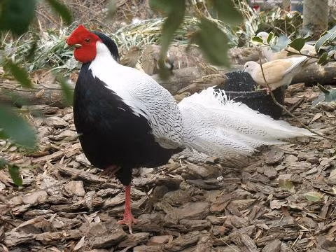 Gà lôi trắng thường làm tổ trên mặt đất. Tổ rất đơn giản là một đám lá khô hay hõm đất nông. Thức ăn chính của chúng là các loài hạt, quả, củ và côn trùng trên mặt đất.