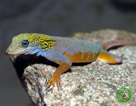 Các nhà khoa học đã xác định được hơn 700 cá thể tắc kè đuôi vàng ở trên đảo này. Tuy nhiên, do diện tích đảo tương đối nhỏ, bên cạnh đó tác động từ phá hủy sinh cảnh để xây dựng cơ sở hạ tầng đang là nhân tố dẫn tới nguy cơ tuyệt chủng loài.