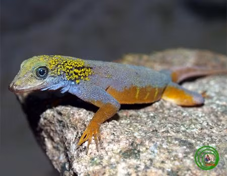 Các nhà khoa học đã xác định được hơn 700 cá thể tắc kè đuôi vàng ở trên đảo này. Tuy nhiên, do diện tích đảo tương đối nhỏ, bên cạnh đó tác động từ phá hủy sinh cảnh để xây dựng cơ sở hạ tầng đang là nhân tố dẫn tới nguy cơ tuyệt chủng loài.