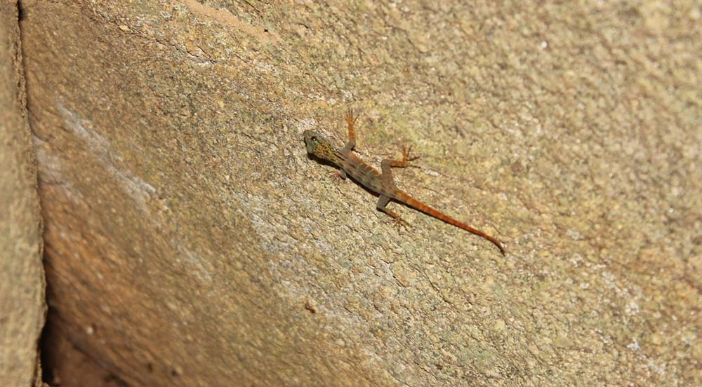 Thức ăn của tắc kè đuôi vàng là những loài côn trùng sống trong khu vực. Chúng đẻ 2 trứng ở các bọng cây, kẽ nứt vách đá vào đầu mùa mưa hằng năm. 