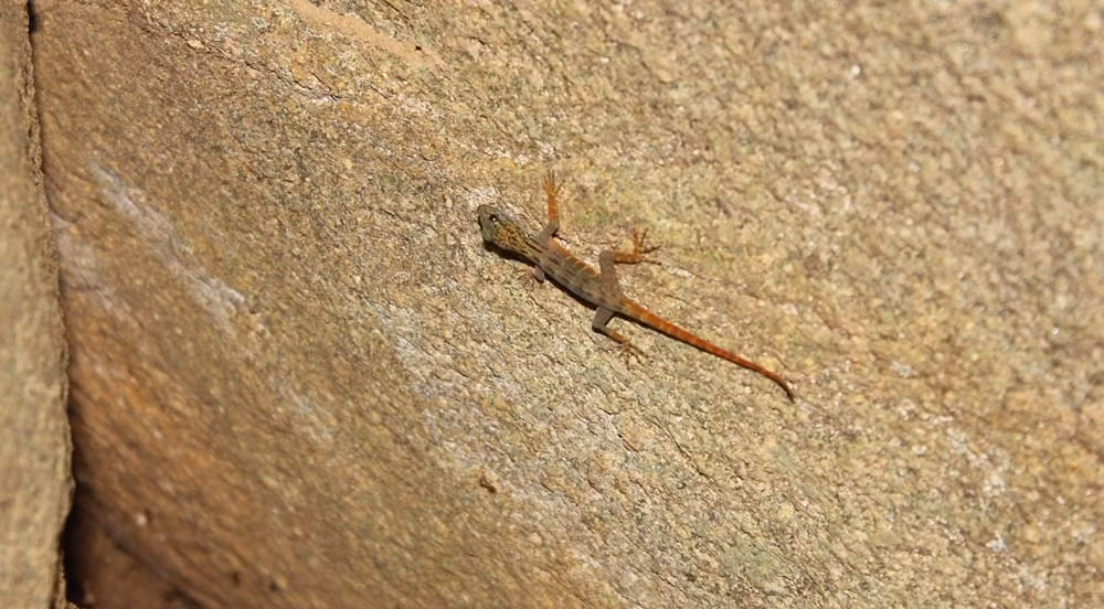 Thức ăn của tắc kè đuôi vàng là những loài côn trùng sống trong khu vực. Chúng đẻ 2 trứng ở các bọng cây, kẽ nứt vách đá vào đầu mùa mưa hằng năm. 