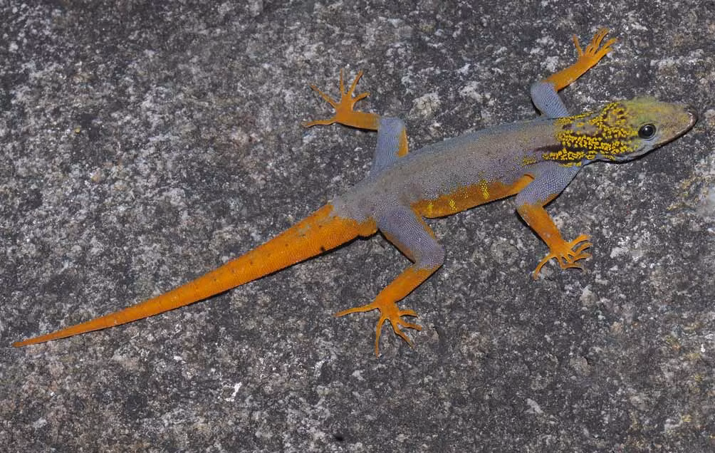  Tắc kè đuôi vàng tên khoa học Cnemaspis psychedelica, một số tài liệu còn gọi là thằn lằn ngươi tròn Hòn Khoai, là một loài thằn lằn trong họ Gekkonidae.