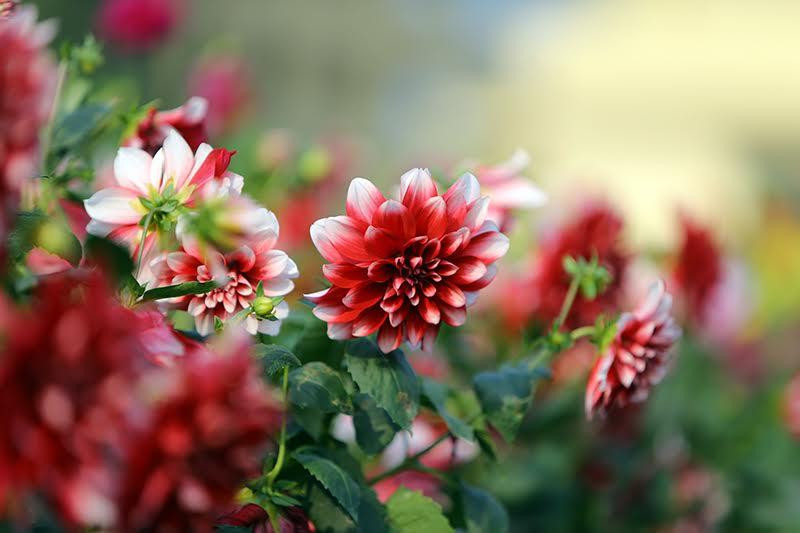 Cuốn sách nói với chúng ra rằng: Cuộc sống quanh ta vô cùng màu nhiệm, bầu trời trong xanh, dòng suối tươi mát, hoa lá đua nở nhưng nếu tâm ta không an, mọi thứ trở nên vô nghĩa.