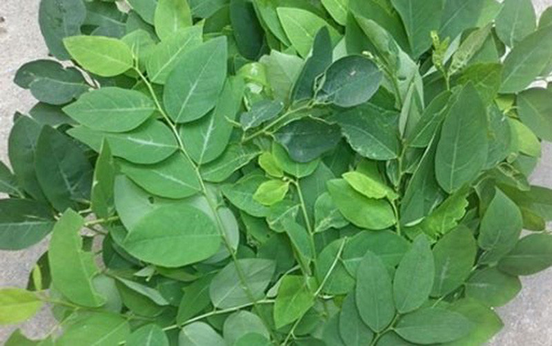 Nghi ngờ gây sảy thai: Trong rau ngót có chứa papaverin là một chất được tìm thấy trong cây thuốc phiện và gây co bóp tử cung mạnh khiến. Nếu dùng lượng rau ngót tươi hơn 30mg sẽ làm tăng tỷ lệ co thắt cơ trơn tử cung dẫn đến sảy thai.