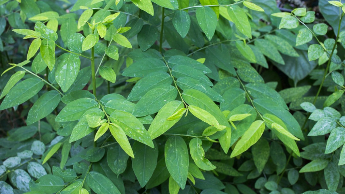 Trầm trọng bệnh tiêu chảy, huyết áp: Rau ngót có tính hàn nên bạn đang lạnh bụng, tiêu chảy, huyết áp thấp thì không nên ăn rau ngót sẽ khiến cho bệnh tình tăng nặng hơn.