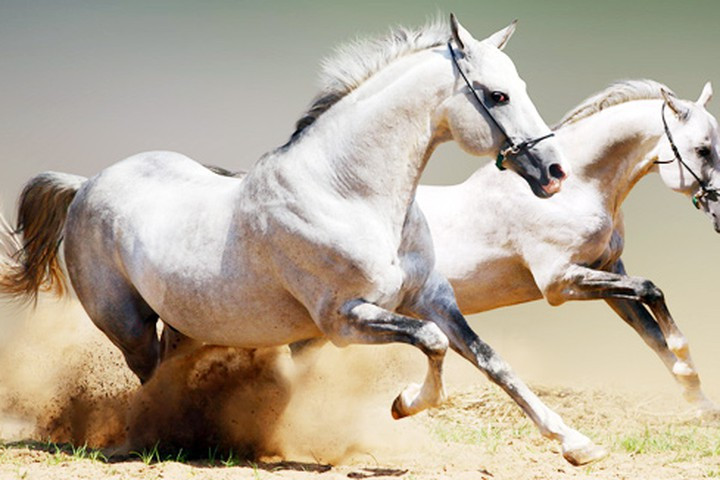 Tướng Lý Văn Bưu còn có tên khác là Mưu, xuất thân trong một gia đình giàu có, chuyên nghề buôn ngựa ở làng Đại Khoang, huyện Phù Ly (nay thuộc Phù Cát, Bình Định).