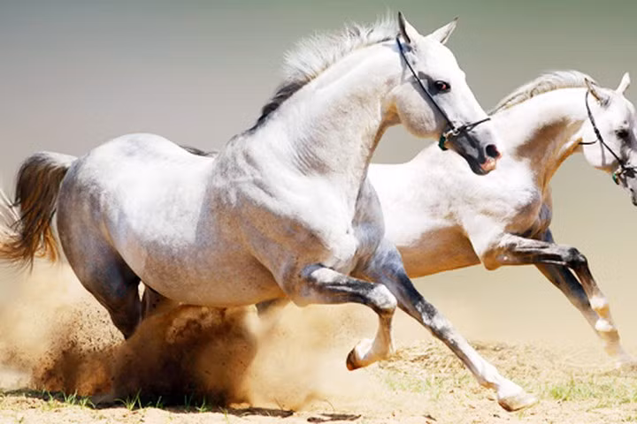 Tướng Lý Văn Bưu còn có tên khác là Mưu, xuất thân trong một gia đình giàu có, chuyên nghề buôn ngựa ở làng Đại Khoang, huyện Phù Ly (nay thuộc Phù Cát, Bình Định).