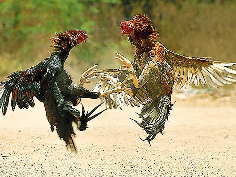 Thủ pháp độc đáo như vậy nhằm vào những yếu điểm của đối thủ, như các huyệt đạo, ngực, hầu... khiến đối phương phải chịu những tổn thương nặng nề khi bị trúng đòn.