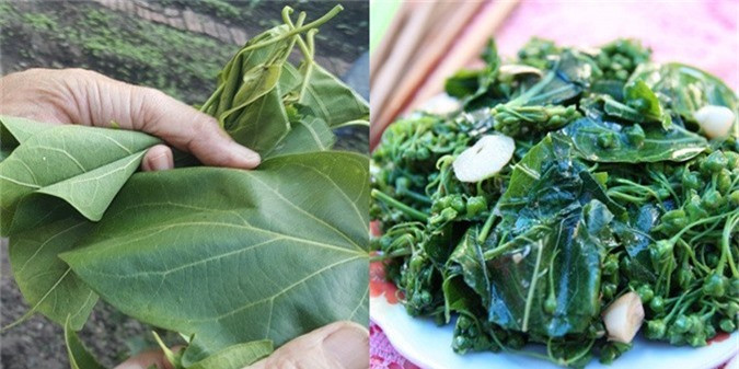 Lá ngón xào tỏi: Cây lá ngón có 2 loại độc và không độc. Loại không độc có hương vị ngon ngọt khi xào với tỏi. Món ăn lá ngón xào tỏi này trở thành “đặc sản” mà không thể lẫn vào đâu được.