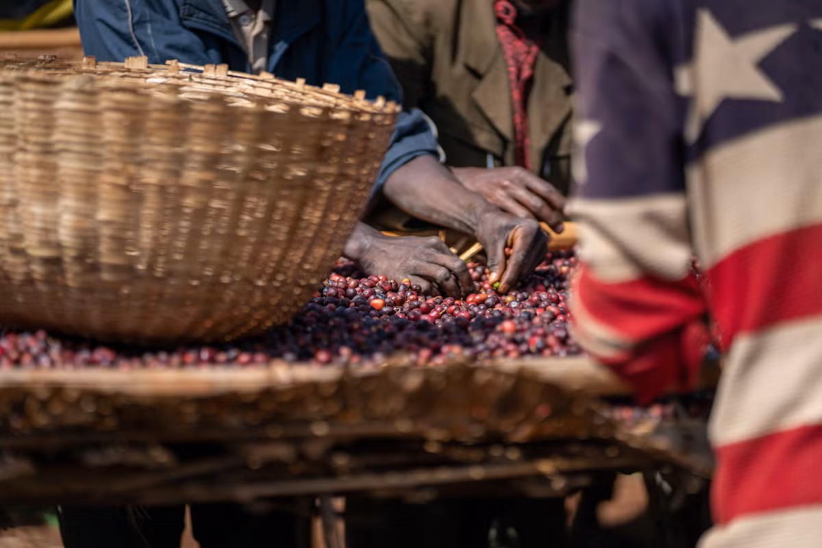 Cây cà phê ở Ethiopia đã trở thành một phần trong văn hóa, tín ngưỡng của quốc gia này. Người dân sẽ tự chế biến cà phê, sau đó, thức uống hảo hạng này được dọn ba lần vào sáng, trưa, và chiều, mỗi lần có thể kéo dài đến 2-3 giờ.