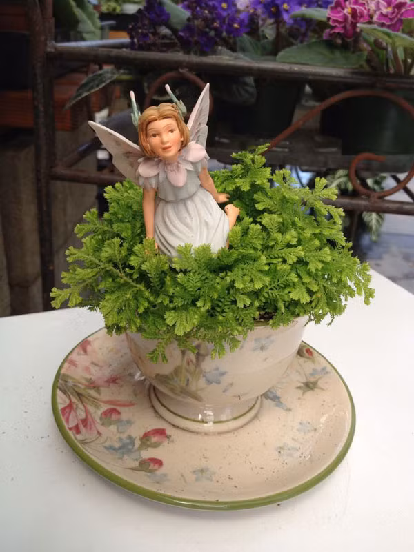 Khu vườn mini trong tách trà là lựa chọn vô cùng hợp lý cho những không gian nhỏ hẹp mà vẫn muốn có sự xanh mát.