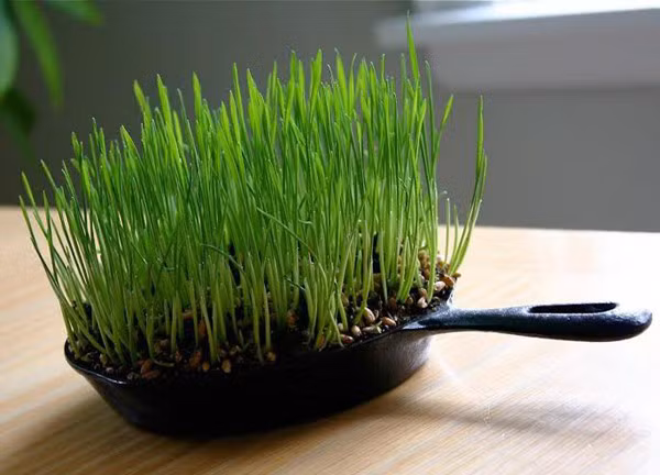 ...cho đến những chiếc chảo hỏng không dùng đến nữa cũng có thể làm chậu trồng cây.