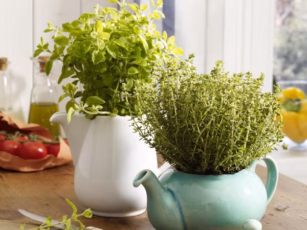 Những ấm trà với gam màu tao nhã kết hợp với sắc xanh của cây cỏ, giúp làm xanh thêm không gian sống.