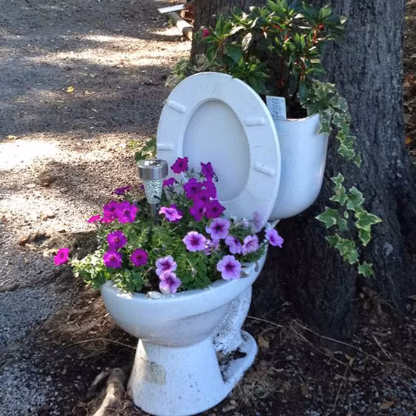 Dù hoa có thơm đến mấy nhưng liệu có ai dám tới gần ngửi hoa trồng trong bồn cầu hay không nhỉ?