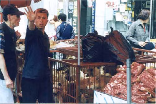 Những người bán thịt chó ở chợ Moran thường xuyên bị nhóm hoạt động vì quyền lợi động vật thế giới chỉ trích vì sử dụng các phương pháp giết mổ tàn bạo. Ảnh: All-creatures.