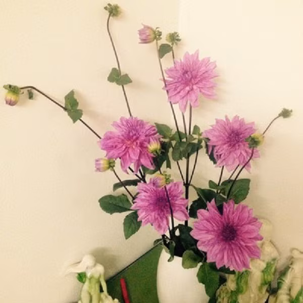 Là loài hoa mang lại niềm vui, ấm áp cho gia đình nên hoa thược dược rất thích hợp để trang trí nhà ngày Tết. Bạn có thể trồng trong chậu đặt trong phòng khách hoặc khung cửa sổ, tạo cảm giác gần gũi với thiên nhiên. Ảnh: Hoadeptet.