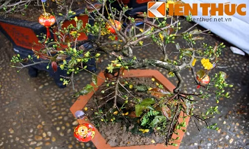 Nhiều năm trở lại đây, chơi mai vàng ngày Tết cũng là cái thú của người Hà thành.