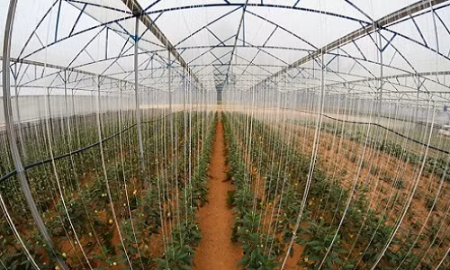 Nằm bên hồ Chiến Thắng (Phường 8, Đà lạt), nhà vườn anh Nguyễn Định là nơi đầu tiên thử nghiệm và trồng thành công giống dưa hấu Pepino hay còn gọi là dưa hấu Nam Mỹ.