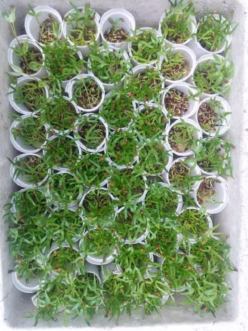 Chia sẻ với PV, anh Sơn cho biết: "Đây là mô hình tôi làm demo cho các vườn công nghiệp, nhưng lại thích hợp cho các gia đình có ít không gian trồng. Bốn trụ cao 1,7m với hơn 200 hốc xài cùng 1 bồn dung dịch và là cái chân giữ vững trụ, năng suất mỗi trụ tùy loại rau vào khoảng 100gram -200gram. Các loại cây trồng chung này có nồng độ chất dung dịch khí canh gần bằng nhau".