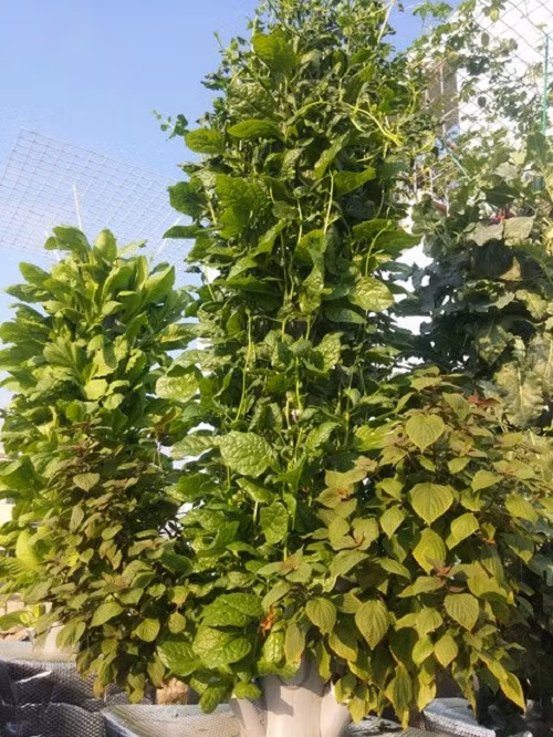 Khi trồng cây dạng này, rễ cây nằm hoàn toàn trong không khí ở các hốc đặt trên trụ cao. Muối khoáng được bơm hẹn giờ từ bồn dung dịch đặt ở đáy trụ, phun lên trên, tới các hốc cây rồi chảy ngược về bồn. Anh Sơn cho biết, đây cũng được gọi là mô hình thủy canh trụ đứng hồi lưu.