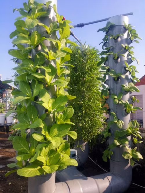 Mỗi loại có thời gian thu hoạch khác nhau, nhưng theo thực nghiệm của anh Sơn, rau trồng bằng mô hình khí canh có thể giúp rút ngắn khoảng 30% thời gian thu hoạch so với các cách trồng khác. Với vườn rau trên sân thượng, mỗi 1m2 anh Sơn có thể thu hoạch từ 20 kg đến 40 kg rau sạch.