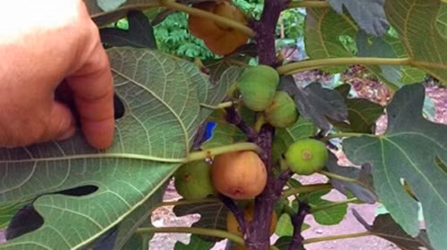Khi còn non, quả sung có màu xanh lục, lúc chín chuyển sang màu đỏ tươi, quả nặng vì dày thịt, mọng nước. Ảnh: NetNews.