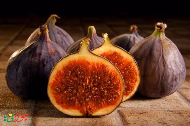 Khi trồng ở Việt Nam, cây sung Mỹ cho quả quanh năm và thu hoạch sau vài tháng nhưng số lượng rất ít, không cung cấp đủ nhu cầu của thị trường. Ảnh: Javaniha.