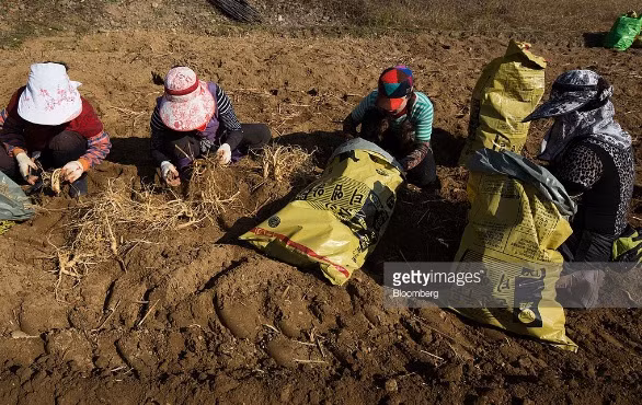 Mùa thu hoạch nhân sâm tại đây bắt đầu từ tháng 9 đến tháng 12 hàng năm. Ảnh: Getty Images.