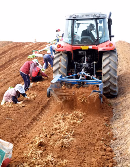 Máy móc chỉ hỗ trợ công đoạn đào củ. Ảnh: The Korea Times.