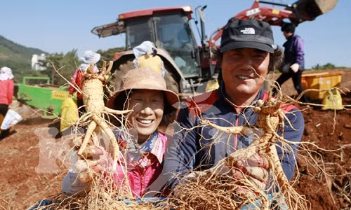 Người dân thích thú với những củ nhân sâm to, mập mạp. Ảnh: Kgin.