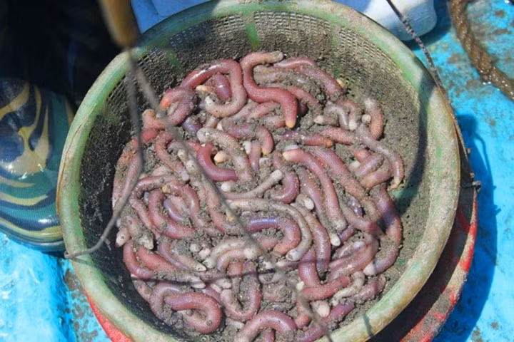 Trong chế biến món ăn, sá sùng được xem như loại mì chính đặc biệt. Nó có mặt trong nồi nước dùng của món phở truyền thống Hà Nội và Nam Định cho ra hương vị đặc biệt không ở đâu có được. Sá sùng tươi cũng được dùng nấu canh.