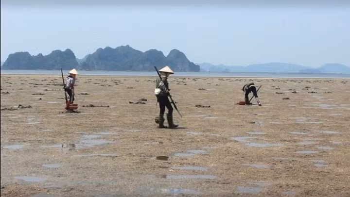 Khi mặt trời lên đỉnh điểm cũng là lúc thủy triều lên, mọi người lại lên thuyền tìm tới bãi bồi khác. Sá sùng có giá đắt bởi vì có hàm lượng dinh dưỡng cao, có thể dùng để chữa nhiều bệnh, đặc biệt sá sùng được quý ông sử dụng như thần dược tăng cường sinh lực.