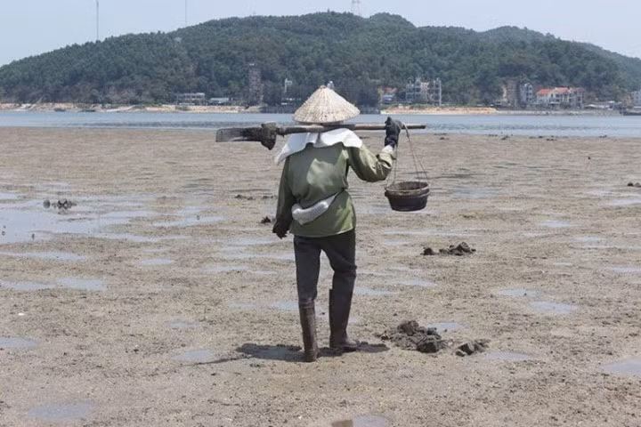 Chị Nguyễn Thị Tuyết (42 tuổi, ở xã Đông Xá) kể, vào mùa này, cứ 4h sáng là cánh phụ nữ lục đục vác mai dài, đeo giỏ đi săn.