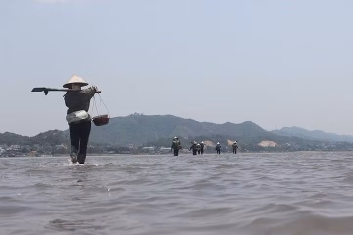 Một người dân cho biết, đào sá sùng phải theo con nước. Khi thủy triều rút, những bãi bồi cát lộ ra cũng là lúc thợ săn làm việc cật lực.