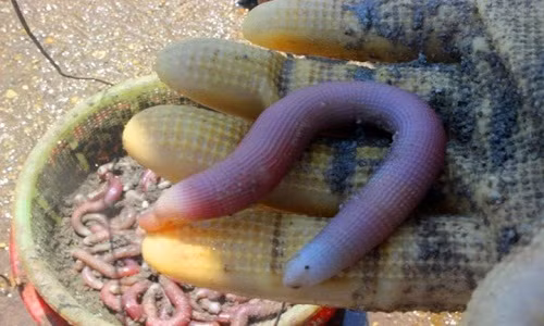 Hanh trinh san "than duoc" phuc vu quy ong nha giau