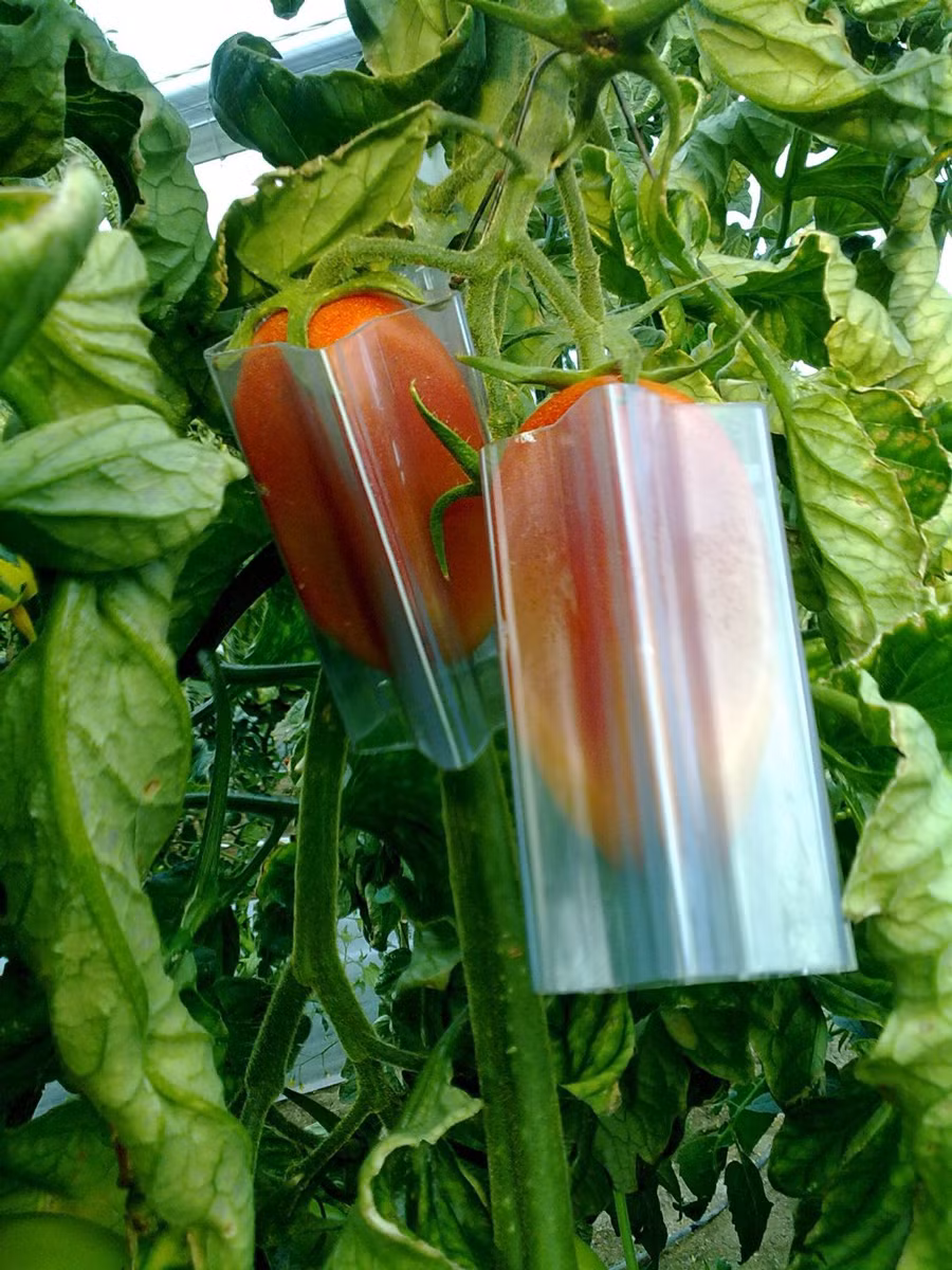 Hiện khuôn để đúc các loại hoa quả hình dáng lạ này có giá khá cao, từ 20 USD trở lên tùy kích cỡ. Ảnh: Thegreenhead.