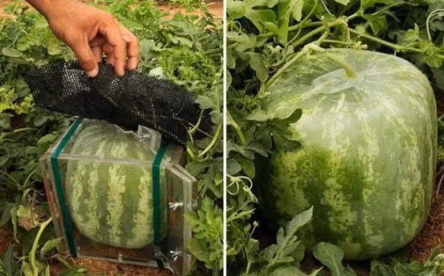 Khi quả còn non, người trồng sẽ dùng chiếc khuôn này cố định vào cây. Quả dần phát triển và có hình dáng như người trồng mong muốn. Ảnh: Fruit Mould.