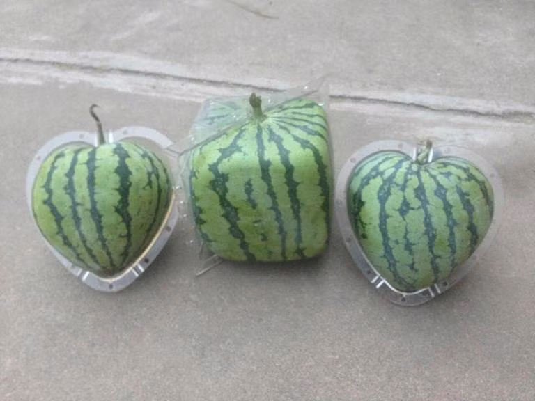 Cach trong cac loai qua sieu ky la trong vuon nha