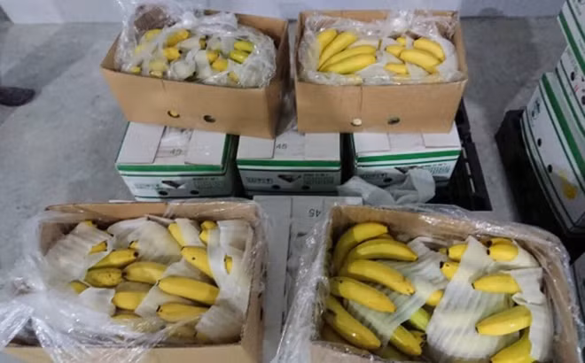 Chất lượng chuối của Hoàng Anh Gia Lai được khách hàng đánh giá cao và tham chiếu giá mua ngang với chuối nhập khẩu từ Philippine. Ảnh: Nhịp sống kinh tế.