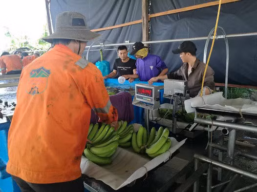 Trước đó, đối tác ở thị trường Campuchia cũng đã chính thức đưa chuối của Hoàng Anh Gia Lai vào hệ thống siêu thị tại Phnompenh. Ảnh: Doanh Nghiệp.