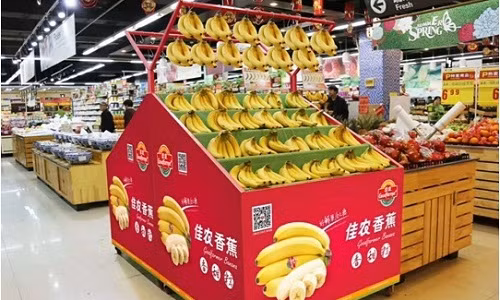 Sau hơn hai tháng thu hoạch, chuối của Hoàng Anh Gia Lai chính thức có mặt tại hệ thống siêu thị ở nhiều thành phố lớn của Trung Quốc như Bắc Kinh, Thượng Hải, Chiết Giang...Ảnh: Haagrico.