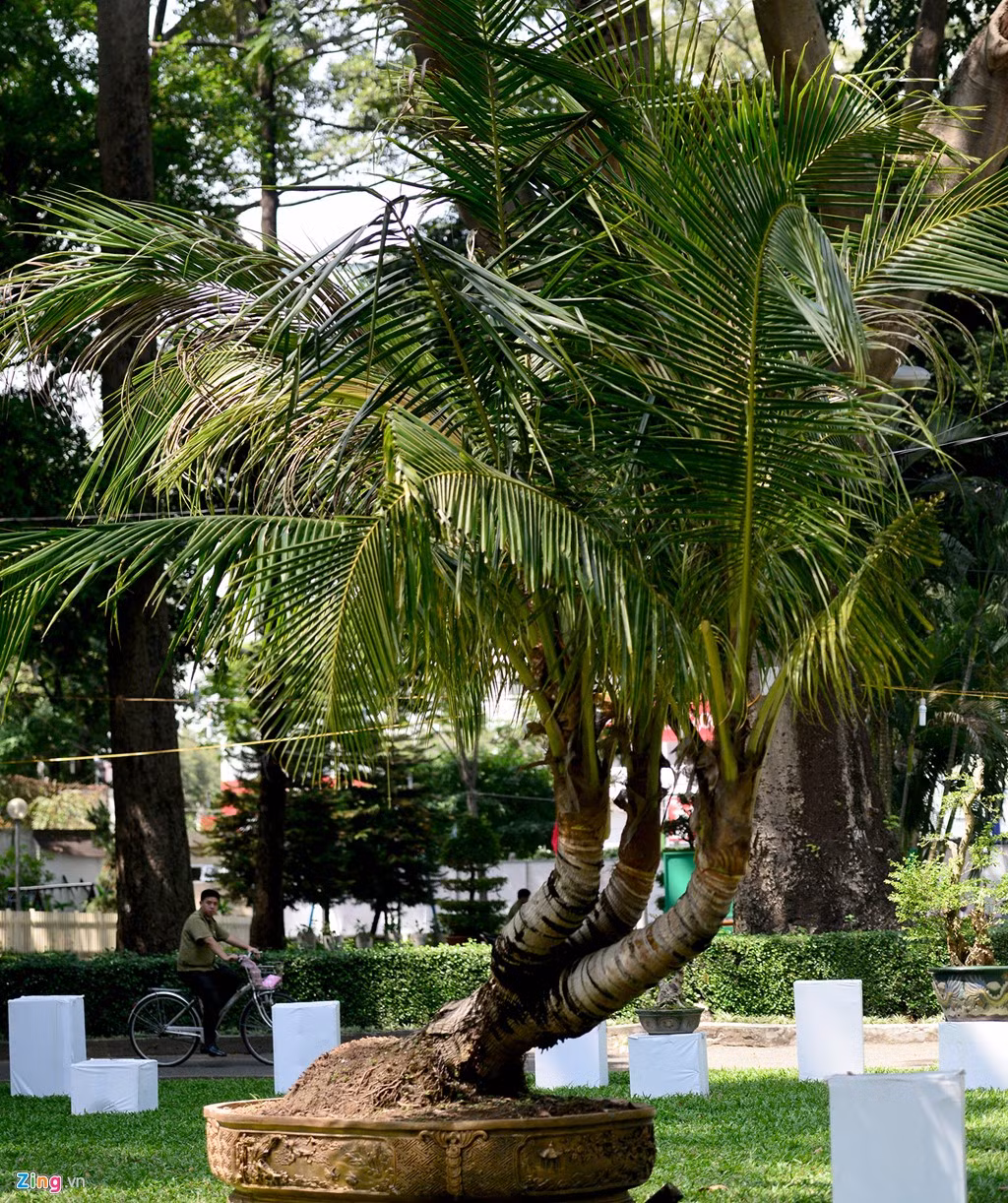 Đặc biệt trong hội hoa xuân năm nay lần đầu tiên xuất hiện cây dừa 3 thân.