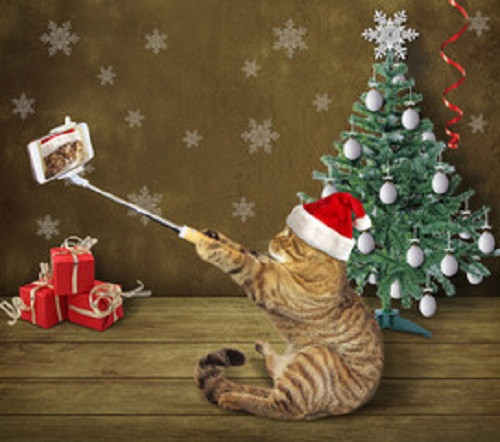 Không những biết dùng gậy selfie, mèo ta còn phải đội mũ ông già Noel cho đúng kiểu. Ảnh: Fotolia.