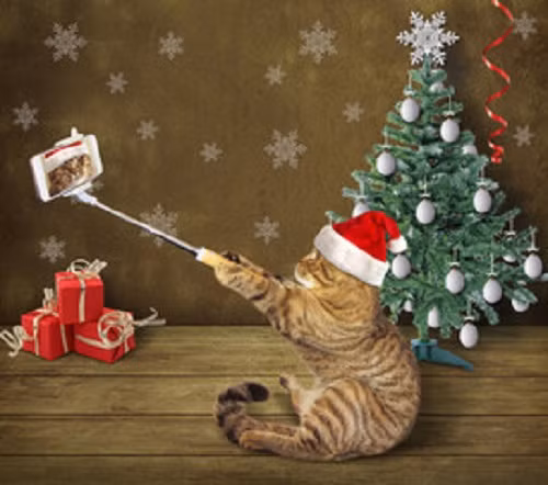 Không những biết dùng gậy selfie, mèo ta còn phải đội mũ ông già Noel cho đúng kiểu. Ảnh: Fotolia.