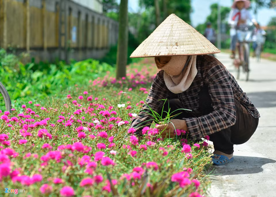 Chị Hồng Thanh, Bí thư chi đoàn trường Mầm non Khai Thái, cho biết cứ một tháng hai lần, Đoàn Thanh niên lại tổ chức nhổ cỏ, nhặt lá để cây hoa mười giờ phát triển tốt.