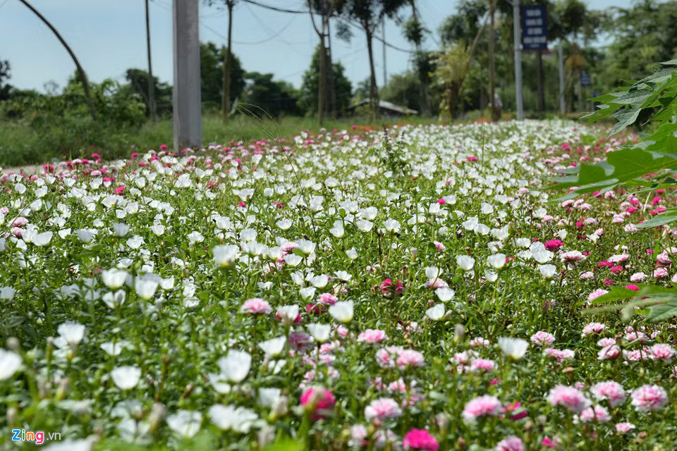 Tại xã Khai Thái, đường hoa mười giờ dài 1 km mới được trồng cách đây 2 tháng nhưng đã nở rộ, làm tô điểm cho vẻ đẹp của con đường qua trung tâm xã.