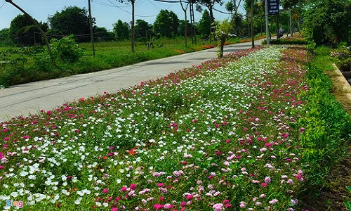 Duong hoa muoi gio dep nhu mo giua Ha Noi